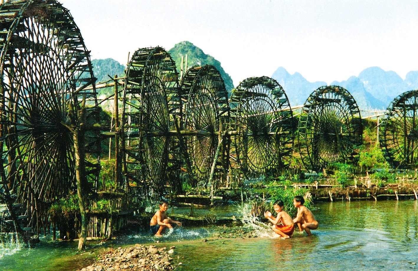 măng đen 3