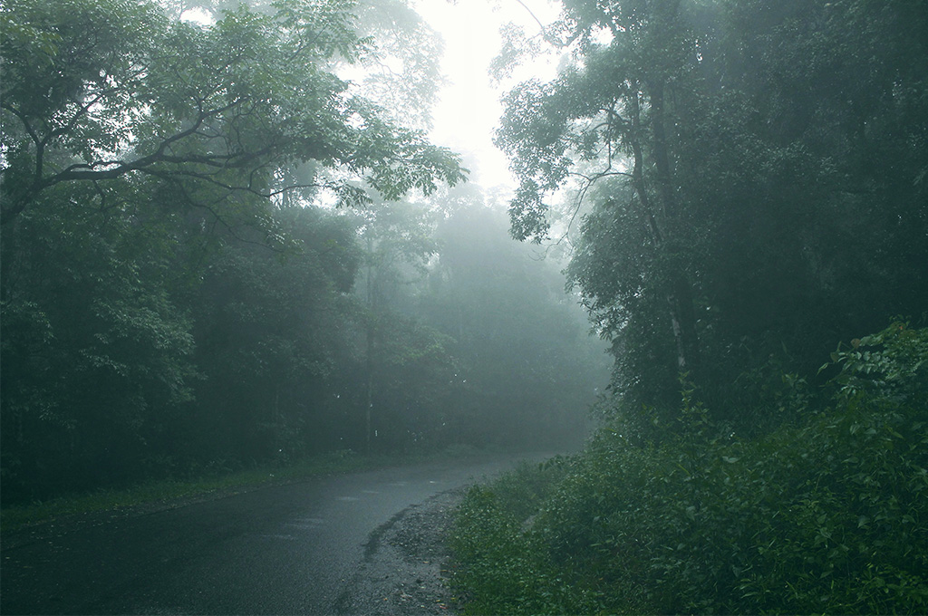 măng đen 5