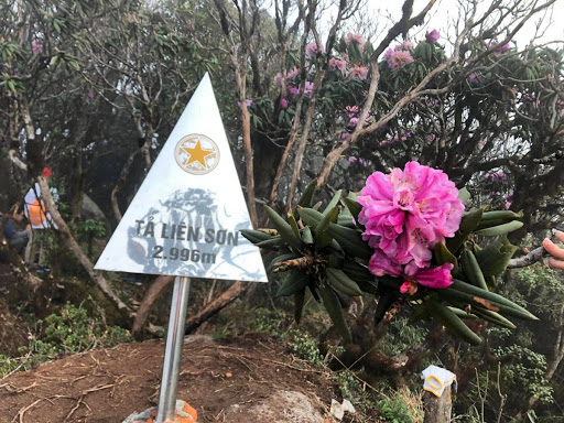 tả liên sơn