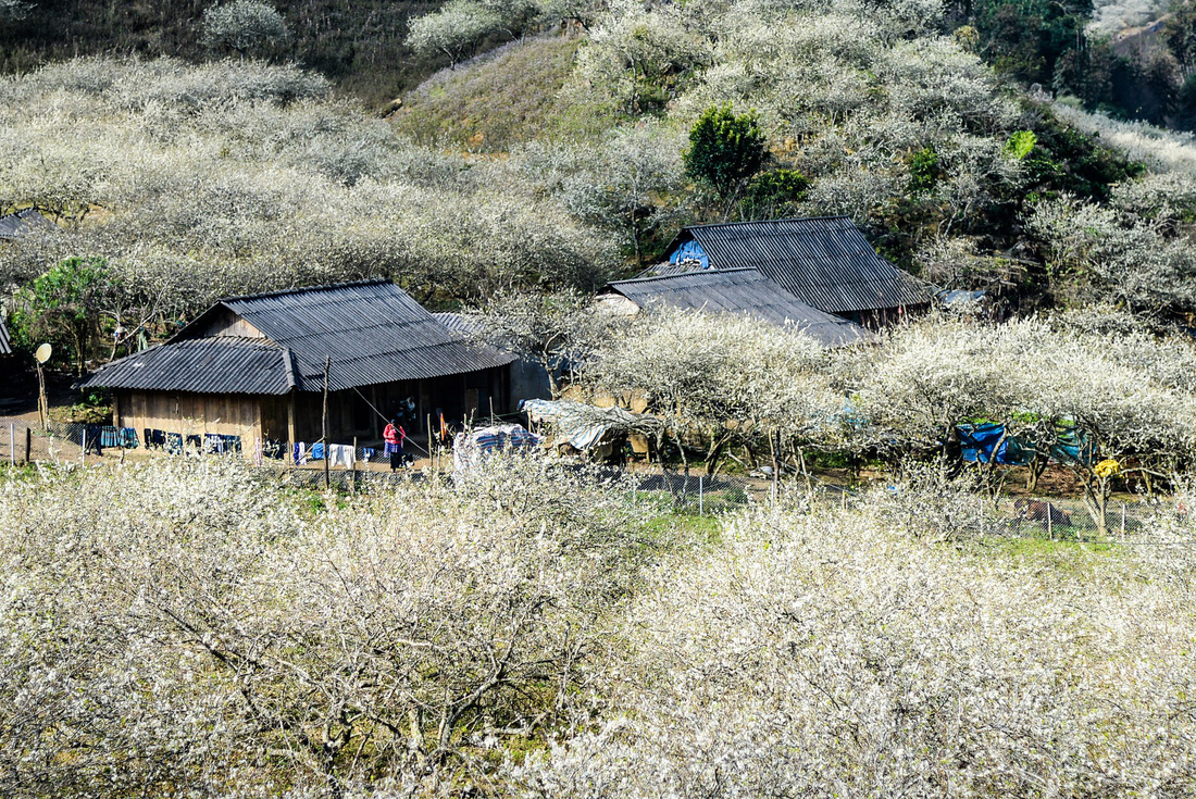 kinh-nghiệm-đi-du-lịch-mộc-châu-2