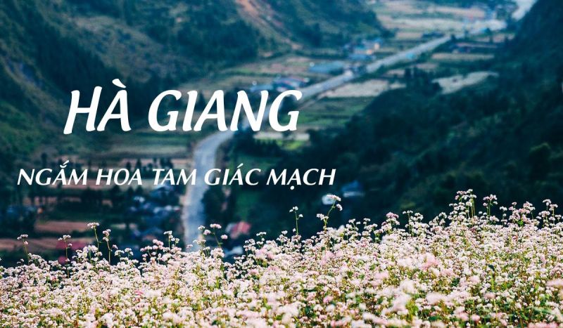 DU LỊCH H&Agrave; GIANG NGẮM HOA TAM GI&Aacute;C MẠCH
